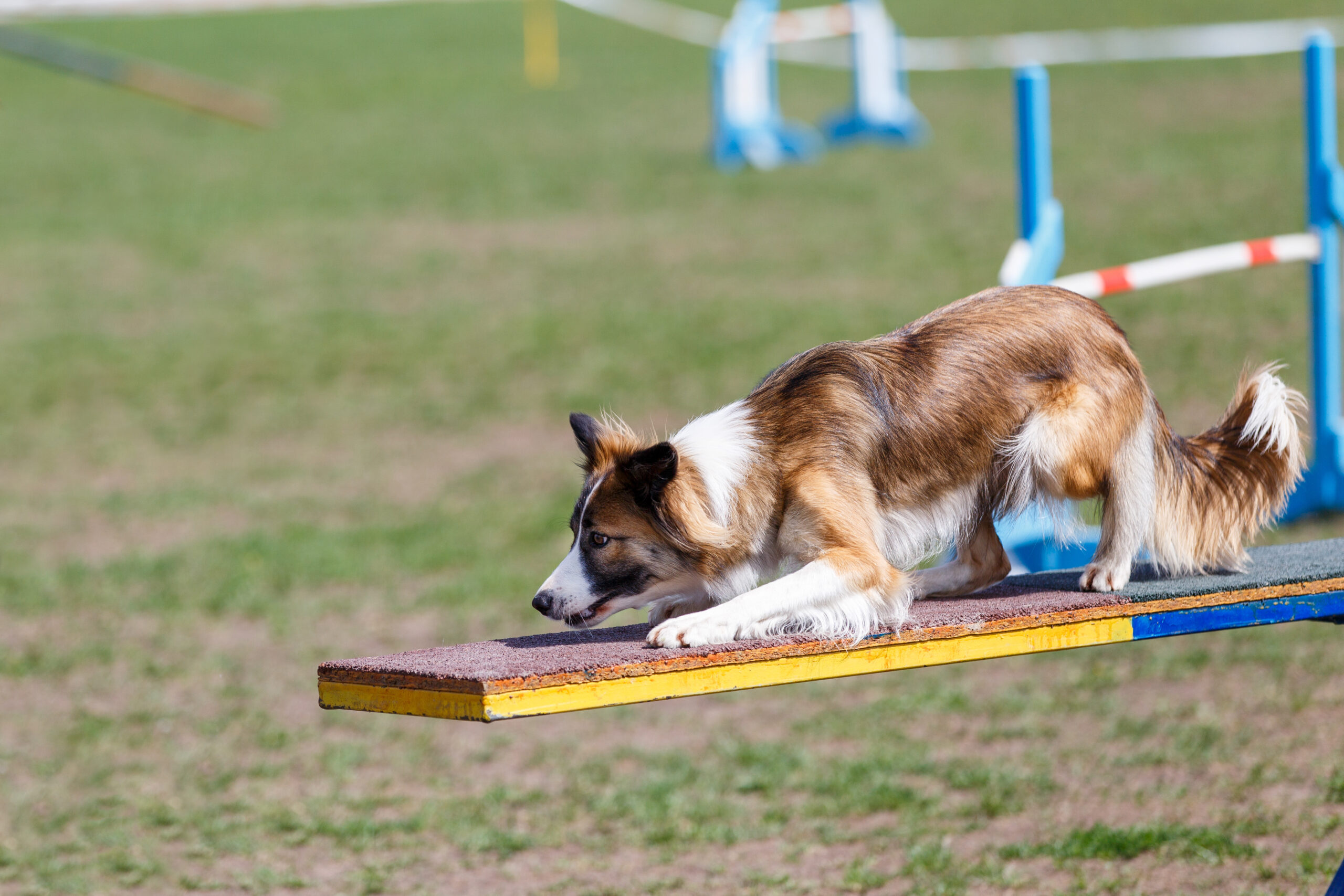 Agility The Dog Training Club of Tampa, Inc. Intro to Trialing with AKC