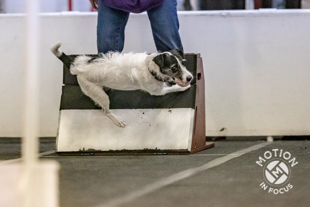 Flyball dog training near clearance me